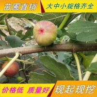 無花果苗樹