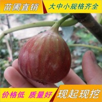 無花果苗價(jià)格