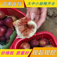 無花果苗批發(fā)