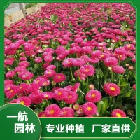 草花價格