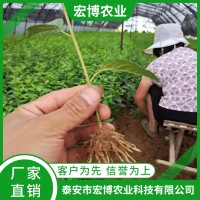 吉塞拉6號櫻桃砧木