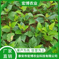 吉塞拉12號櫻桃砧木