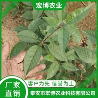 克雷姆斯克5號(hào)砧木