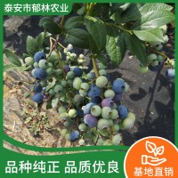H5蓝莓苗