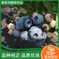 绿宝石蓝莓苗