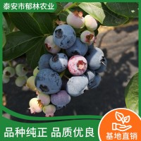 优质蓝莓苗价格