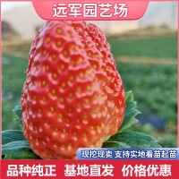 美德莱特草莓苗