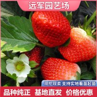甜查理草莓苗价格
