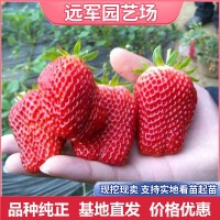 草莓苗多少钱