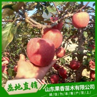 秋红苹果苗
