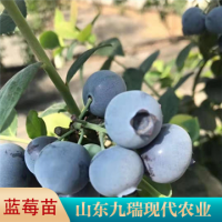 H5蓝莓苗