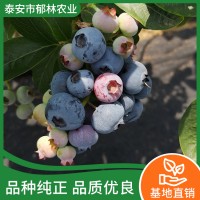 蓝莓苗价钱