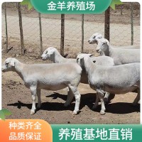 杜泊羊种羊价格