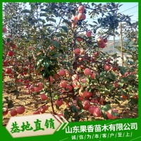 秋红苹果苗生产厂家