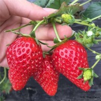 红颜草莓苗种植基地