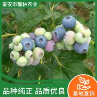 专业种植销售蓝莓树苗