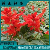 一串紅小苗