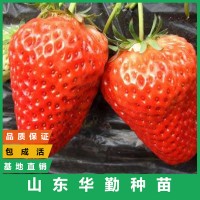 奶油草莓苗