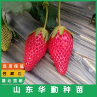 草莓苗现货出售