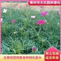 波斯菊價(jià)格