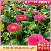 批发雏菊