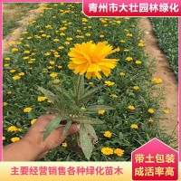 金鸡菊批发