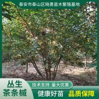 丛生茶条槭