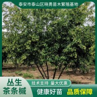 丛生茶条槭树苗