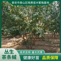 丛生茶条槭3米4米5米
