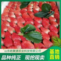 妙香七号草莓苗价格