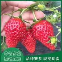 甜查理草莓苗