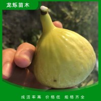 无花果苗