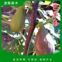 芭劳奈无花果苗