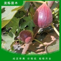 波姬红无花果苗