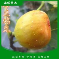 布兰瑞克无花果苗