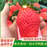 红颜草莓苗