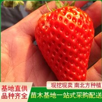 越秀草莓苗
