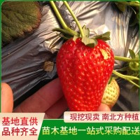 红玉草莓苗