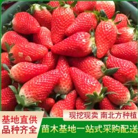 宁玉草莓苗